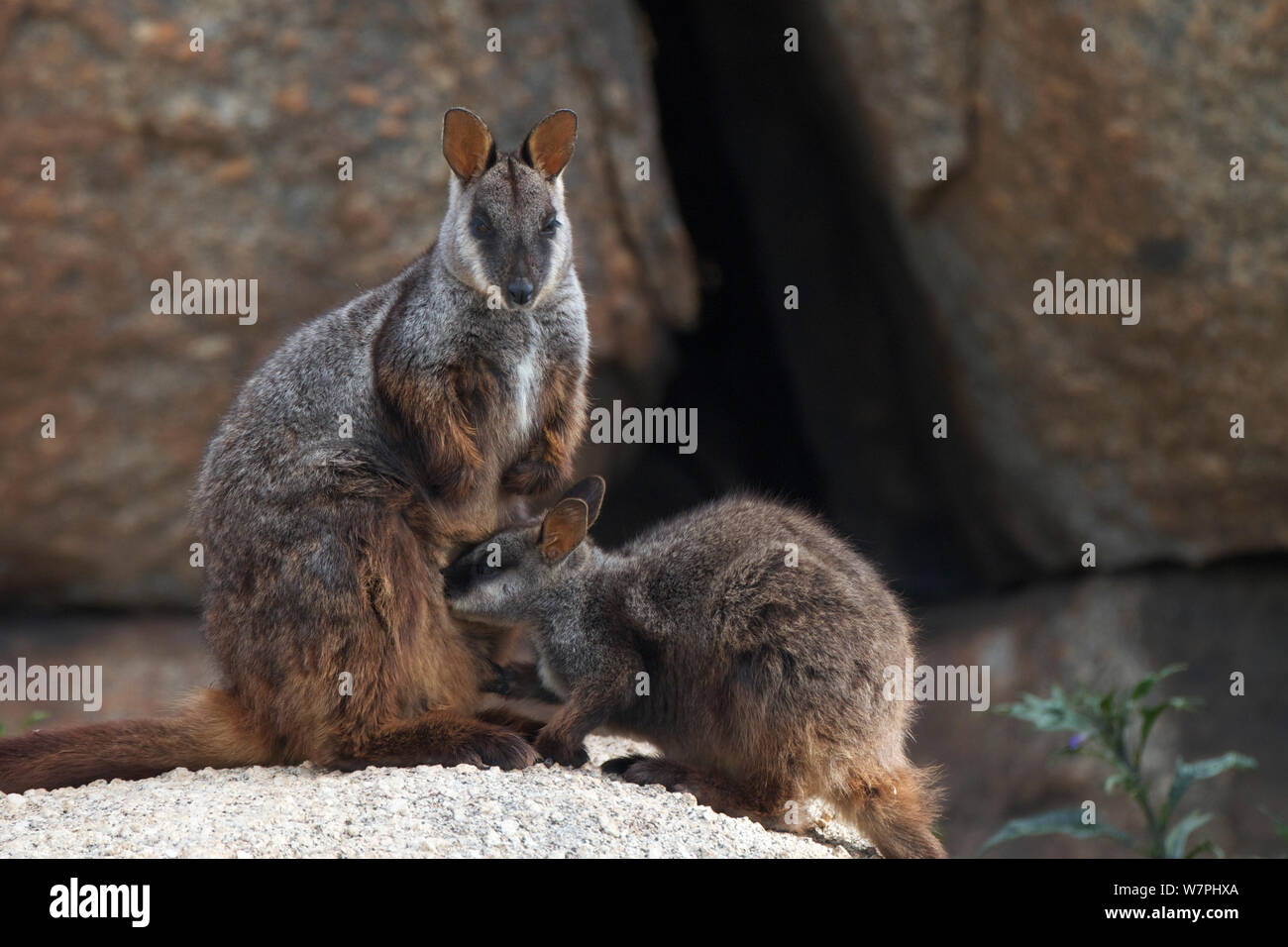 Brush-tailed wallaby de roca con bebé (Petrogale penicillata) Mt Rothwell, Victoria, Australia, octubre Foto de stock