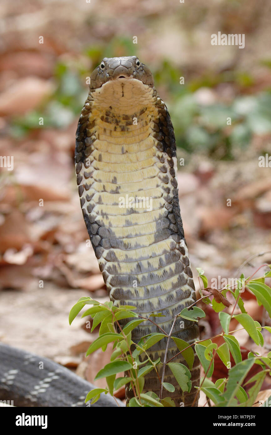 King Cobra (Ophiophagus hannah) King Cobra Village, Ban Khok Sa-Nga, Tailandia Foto de stock
