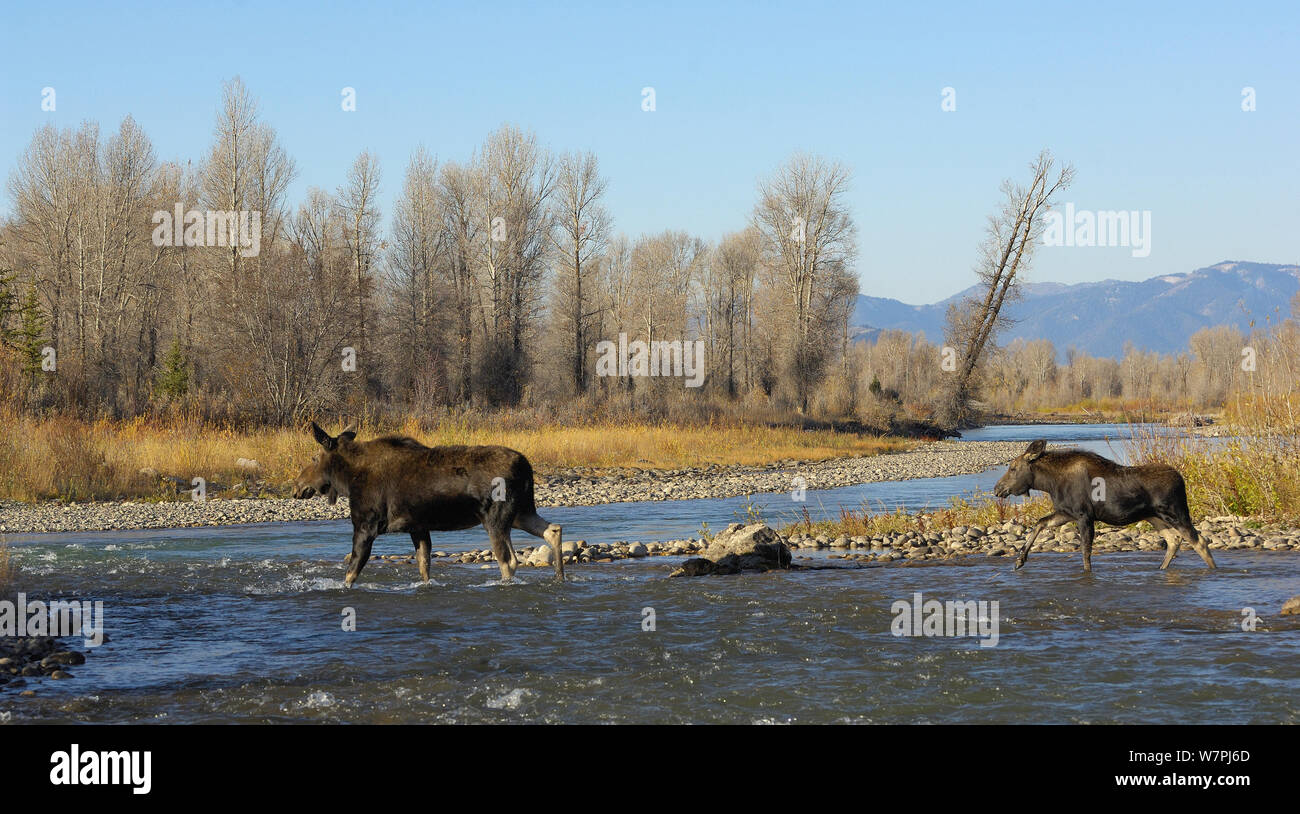 El Alce Alces Alces Madre Y Bebe Cruzando El Rio Gros Ventre En El Grand Tetons Parque Nacional Grand Teton Wyoming Octubre Fotografia De Stock Alamy El Alce Alces Alces Madre Y Bebe Cruzando El Rio Gros Ventre En El Grand Tetons Parque Nacional Grand Teton Wyoming Octubre Fotografia De Stock Alamy
