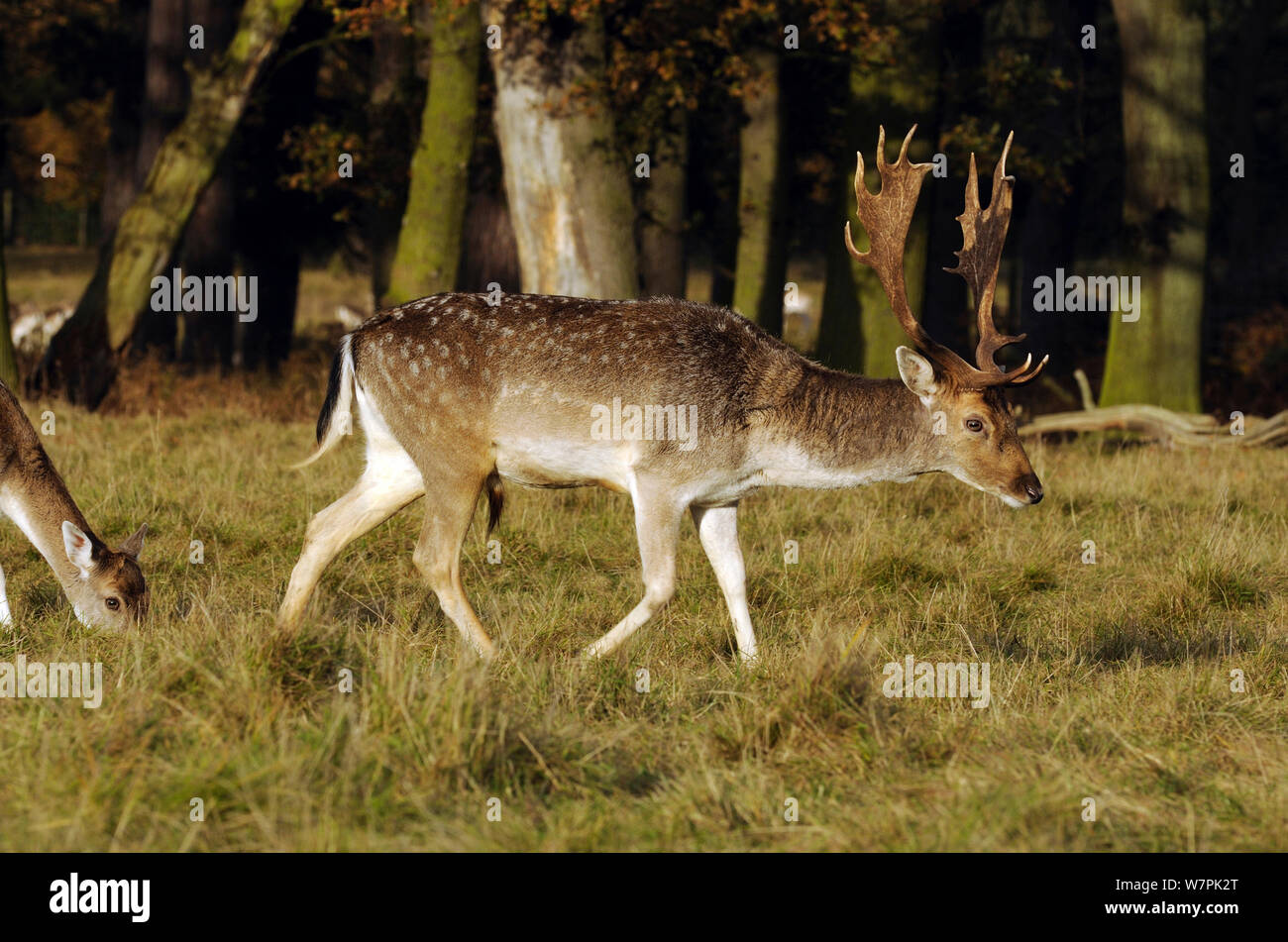 El gamo (Dama dama) buck caminar en otoño, luz de Attingham Park, National Trust, Shropshire, RU Foto de stock