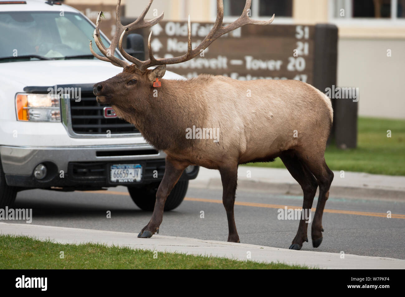 Bull Elk (Cervus canadensis) caminando delante del coche en la carretera, cerca del Parque Nacional Yellowstone, Wyoming, EE.UU. Foto de stock