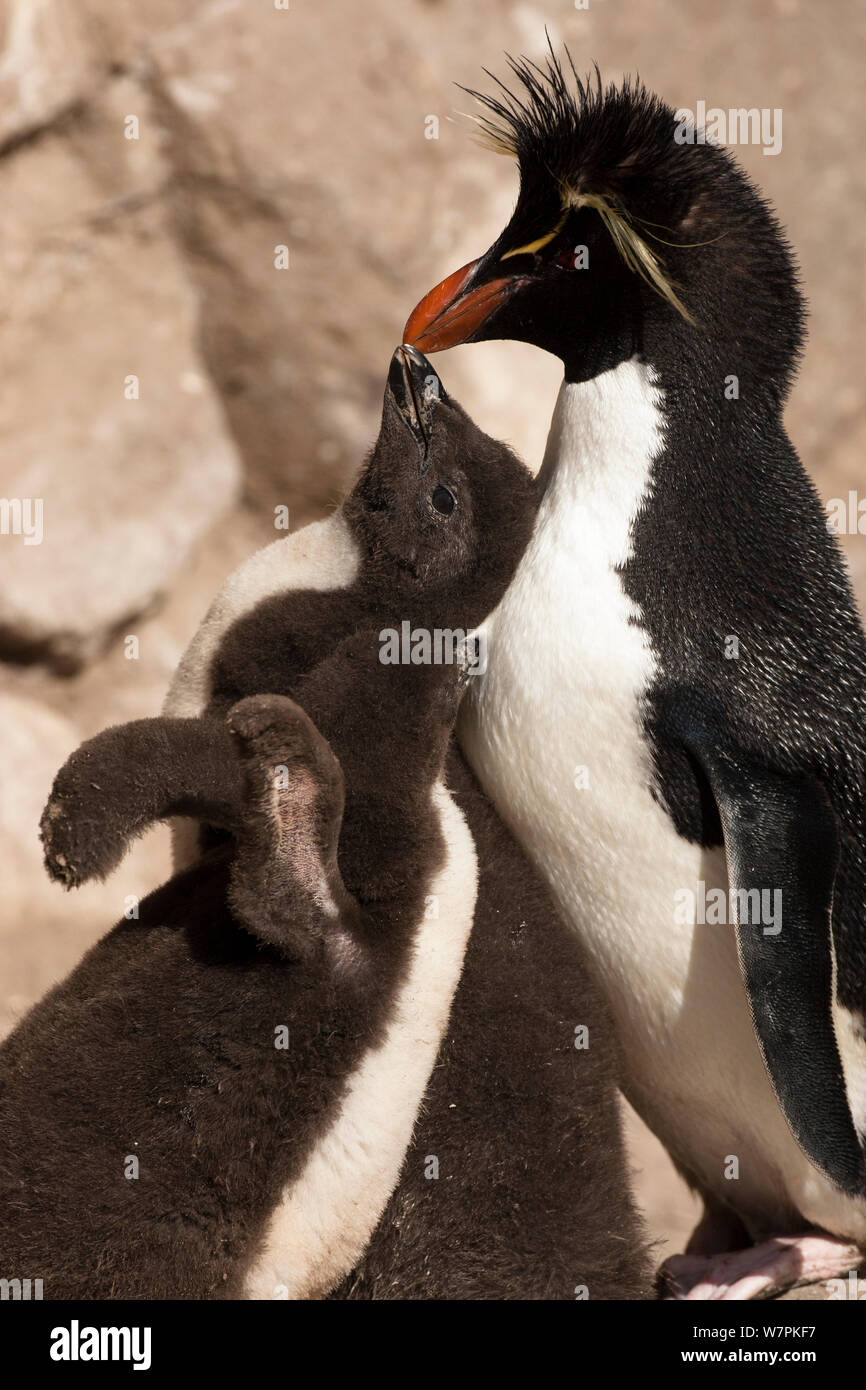 Pingüino Macaroni (eudyptes chrysolophus) adulto alimentándose los polluelos, Nueva Isla, Islas Malvinas Foto de stock