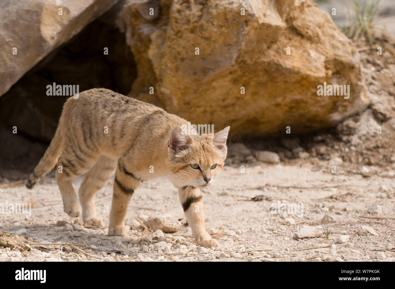 La arena de gato (Felis margarita) caminar, cautiva de perfil Foto de stock