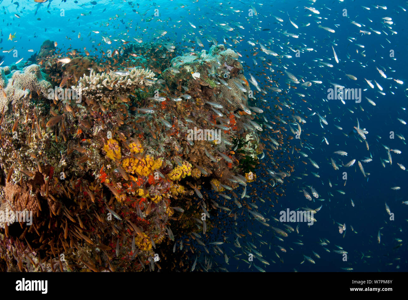 Cardumen de Glassy barredoras (anthias Pempheris schomburgki) y sobre los arrecifes de coral, la Gran Barrera de Coral Foto de stock