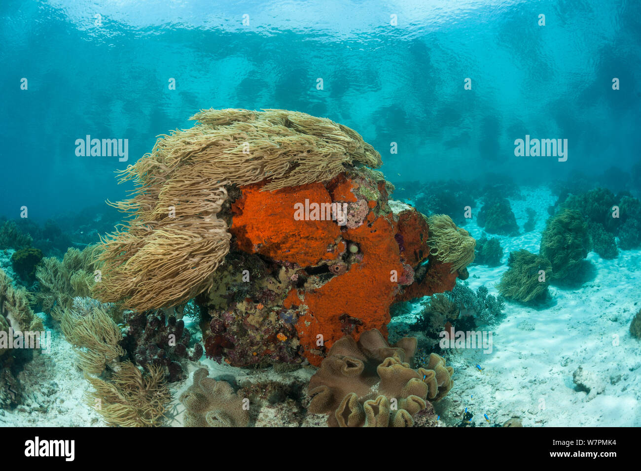 Raja Ampat Coral Reef, Papua Occidental, Indonesia Foto de stock