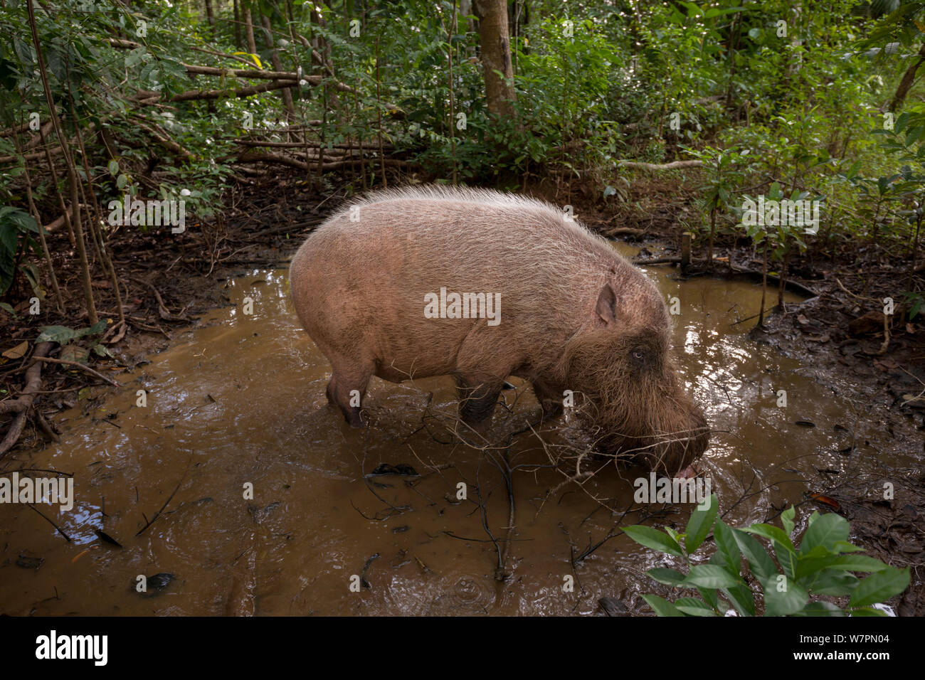 Bornean cerdos barbudo (Sus barbatus) forrajeando, Parque Nacional Bako, Sarawak, Borneo, Malasia Foto de stock