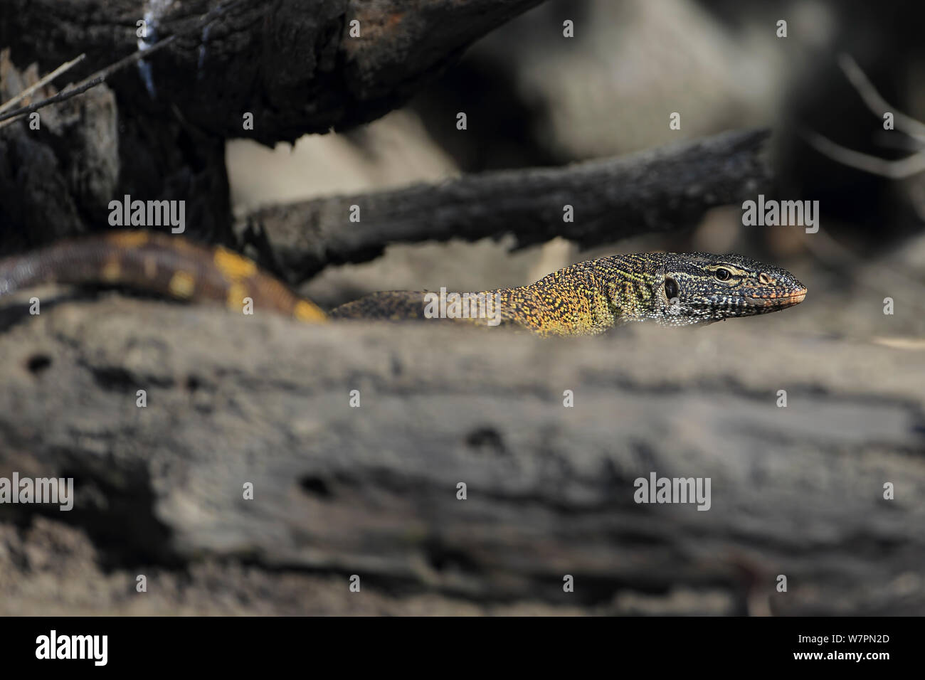 Monitor del Nilo (Varanus niloticus) detrás de log, Gambia Foto de stock