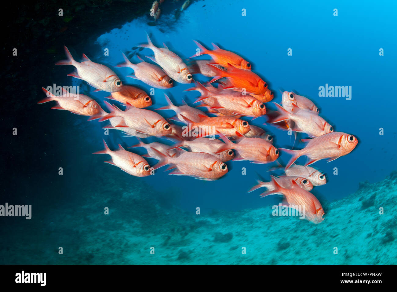 Cardumen de Blotcheye (Myripristis murdjan soldierfish) Maldivas, Océano Índico Foto de stock