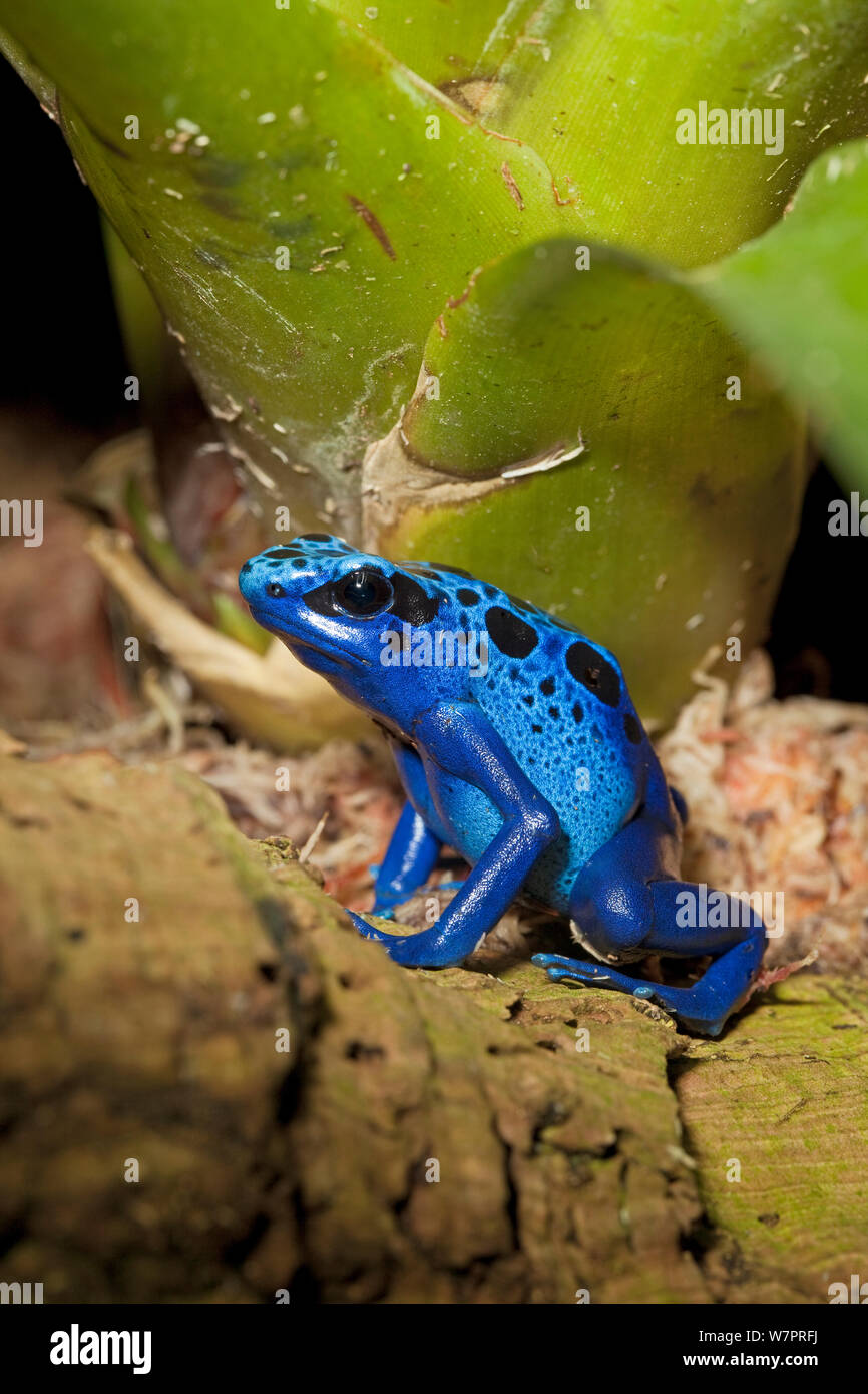 Blue Poison Dart Frog (Dendrobates azureus / tinctorius) en cautiverio desde América del Sur Foto de stock