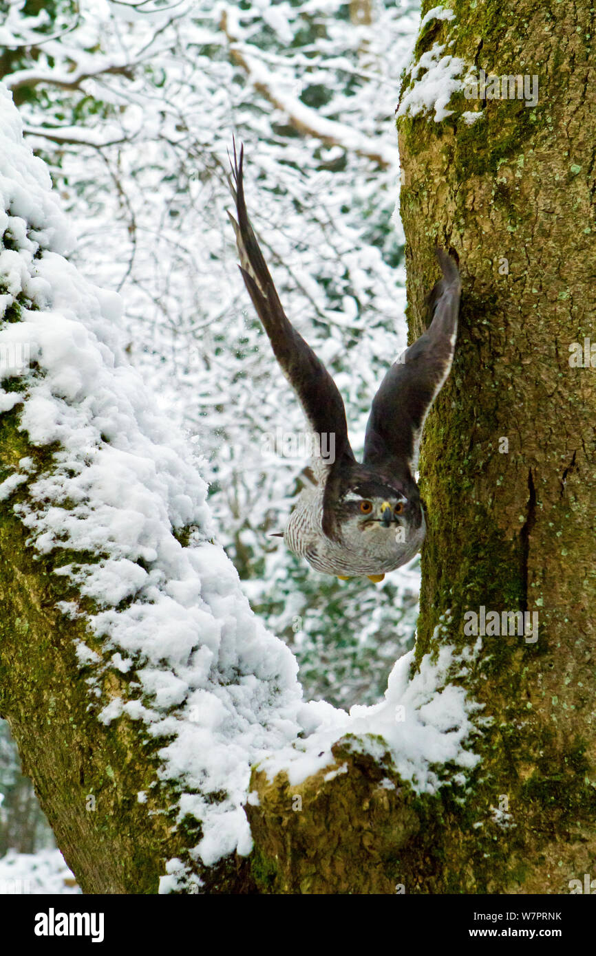 El Azor (Accipiter gentilis) hembra adulta volando a través de la brecha en los árboles caducifolios en bosques nevados, pájaros entrenados, Somerset, Reino Unido, enero Foto de stock