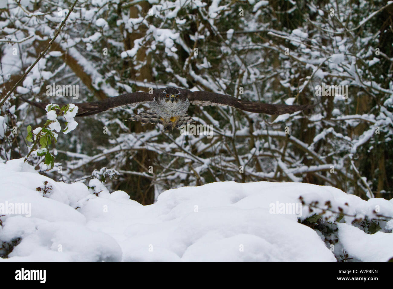 El Azor (Accipiter gentilis) hembra adulta volando en bosques nevados, pájaros entrenados, Somerset, Reino Unido, enero Foto de stock