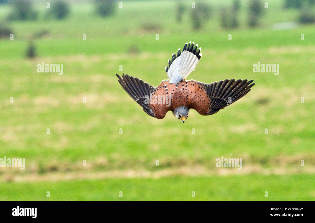 Cernícalo vulgar (Falco tinnunculus) macho adulto buceo hacia la presa, pájaros entrenados, Nyland Hill, con niveles de Somerset en el fondo, Somerset, Reino Unido, enero Foto de stock