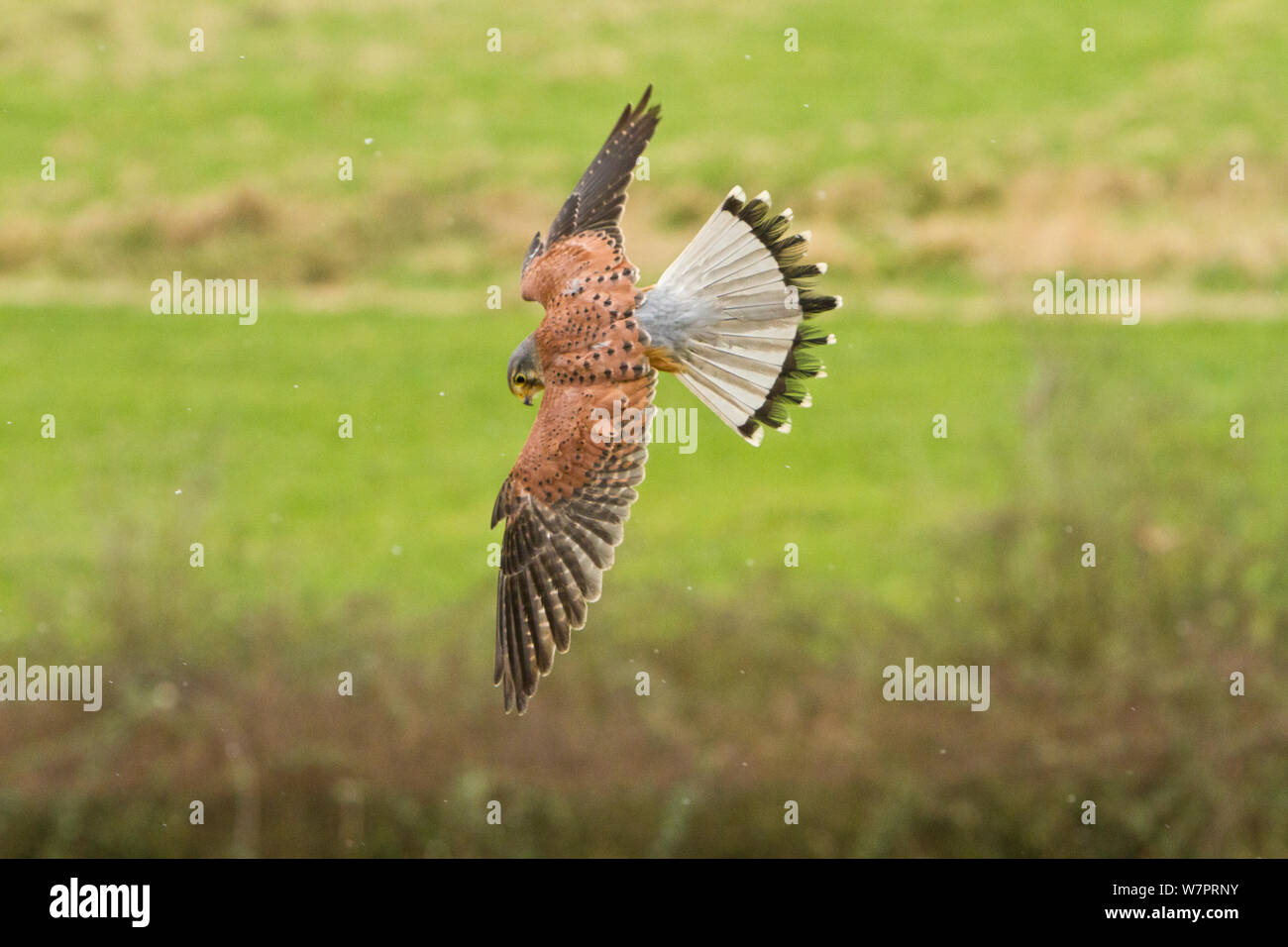 Cernícalo vulgar (Falco tinnunculus) macho adulto, a la luz de la nieve, pájaros entrenados, Nyland Hill, con niveles de Somerset en el fondo, Somerset, Reino Unido, enero Foto de stock