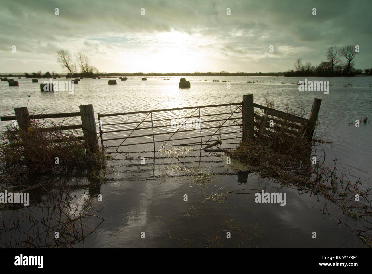 Tierras inundadas con balas de heno en Tealham Moor al atardecer, niveles de Somerset, Inglaterra, diciembre de 2012 Foto de stock