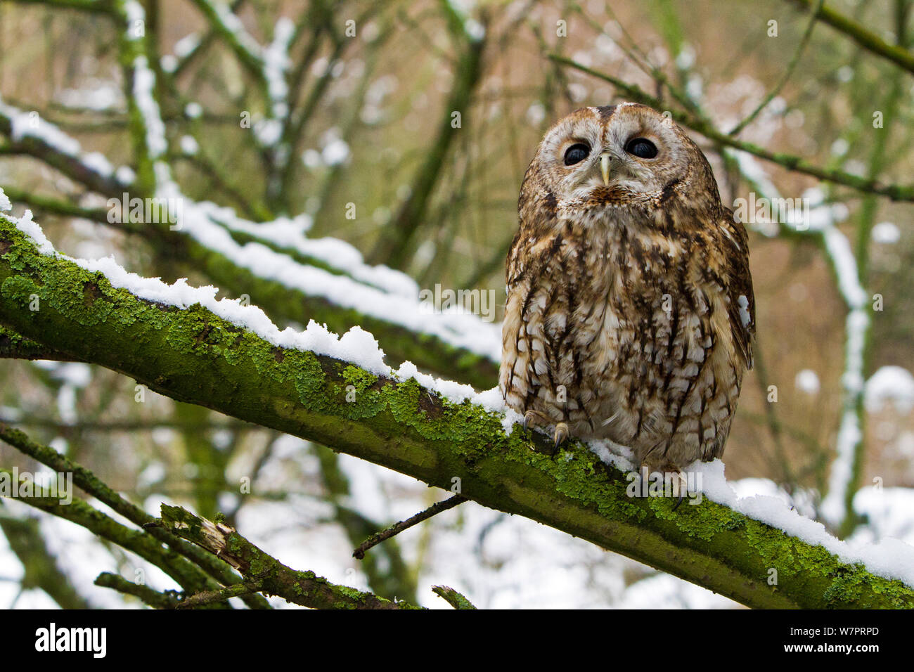 Cárabo (Strix aluco) hembra adulta posado en árboles nevados, pájaros entrenados, Somerset, Reino Unido, enero Foto de stock