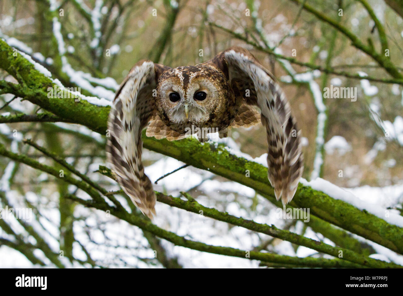 Cárabo (Strix aluco) hembra adulta volando en bosques nevados, pájaros entrenados, Somerset, Reino Unido, enero Foto de stock