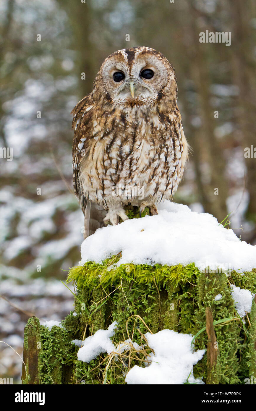 Cárabo (Strix aluco) hembra adulta encaramado en snowy tocón de árbol, pájaros entrenados, Somerset, Reino Unido, enero Foto de stock