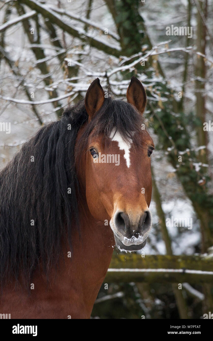 Headshot de Franches Montagnes (Freiberger) caballo semental 'hombre', en el National Stud de Avenches, en el cantón de Vaud, Suiza. Foto de stock