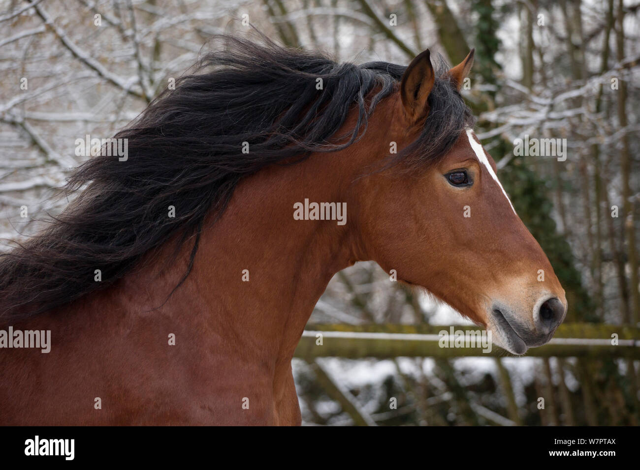 Headshot de ejecutar Franches Montagnes (Freiberger) caballo semental 'hombre', en el National Stud de Avenches, en el cantón de Vaud, Suiza. Foto de stock