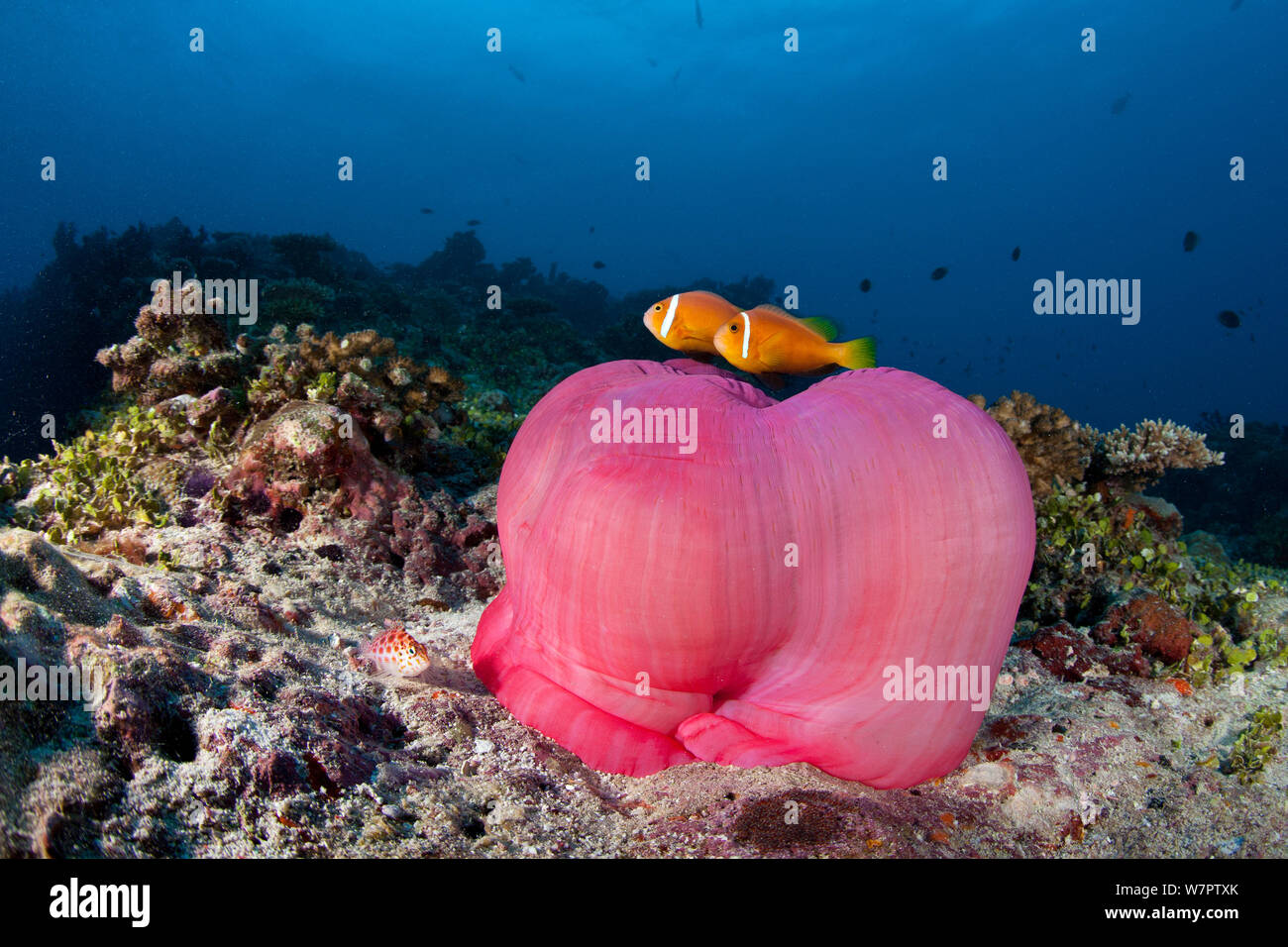 Maldivas / Blackfoot anemonefish (Amphiprion nigripes) con magníficas anémona de mar, Maldivas, Océano Índico Foto de stock
