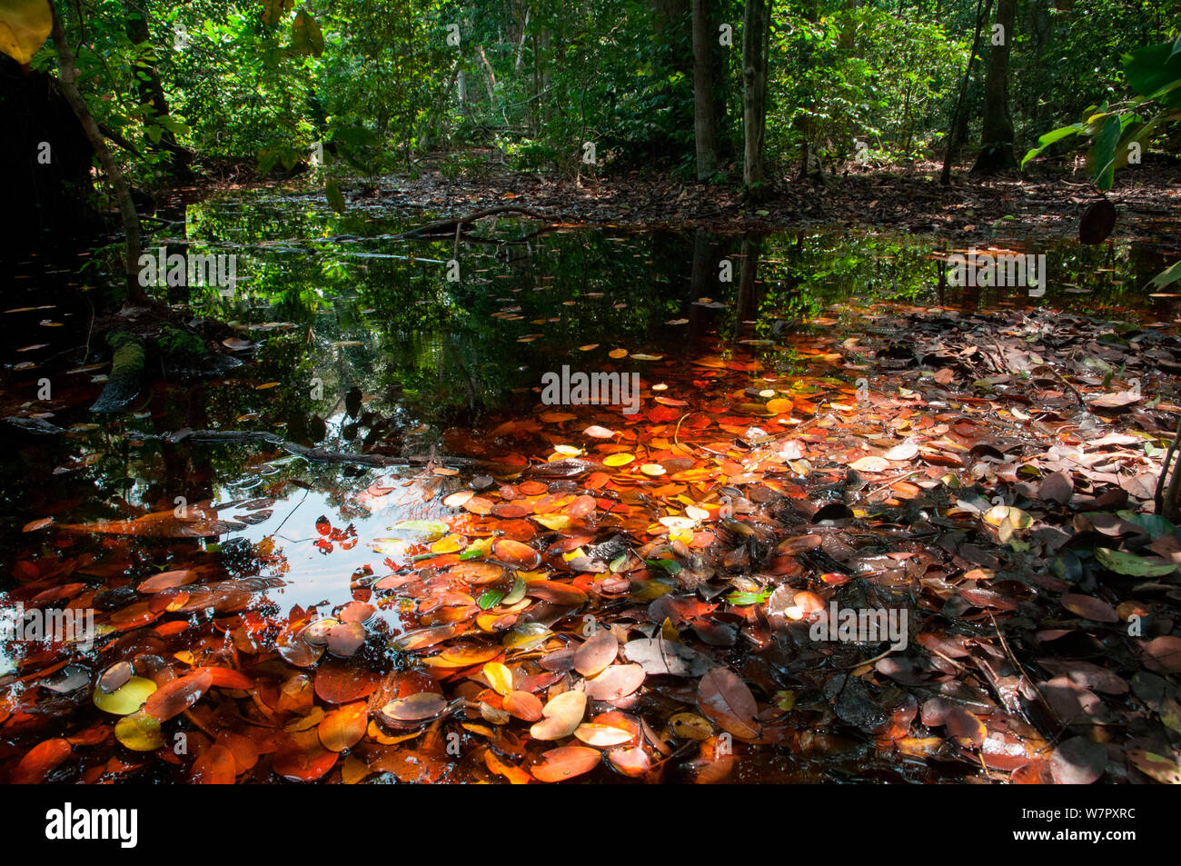 Bosque inundado, Parque Nacional Loango, Gabón. Fotografía tomada en la ubicación de "África" de la serie de la BBC, en enero de 2011. Foto de stock