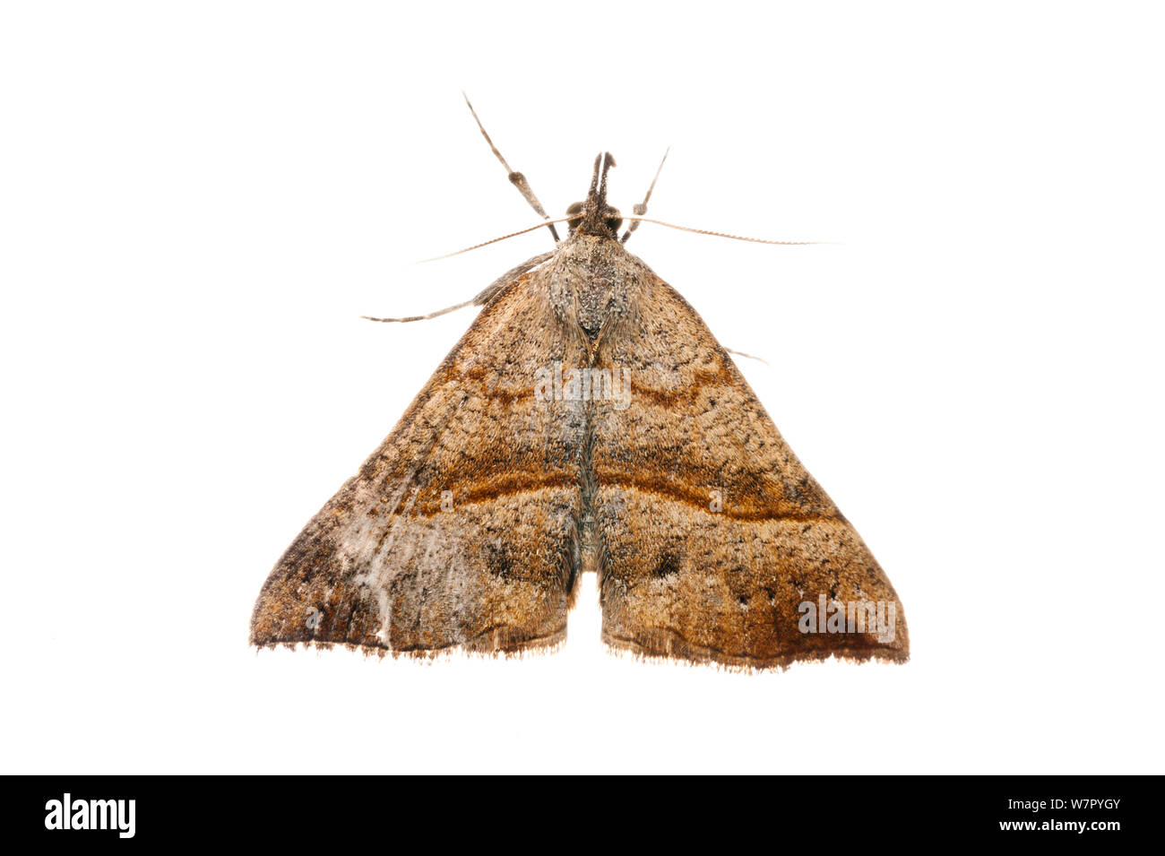 Moth (Lepidoptera, posiblemente Colotois sp.), contra un fondo blanco. Francia, Europa. Foto de stock