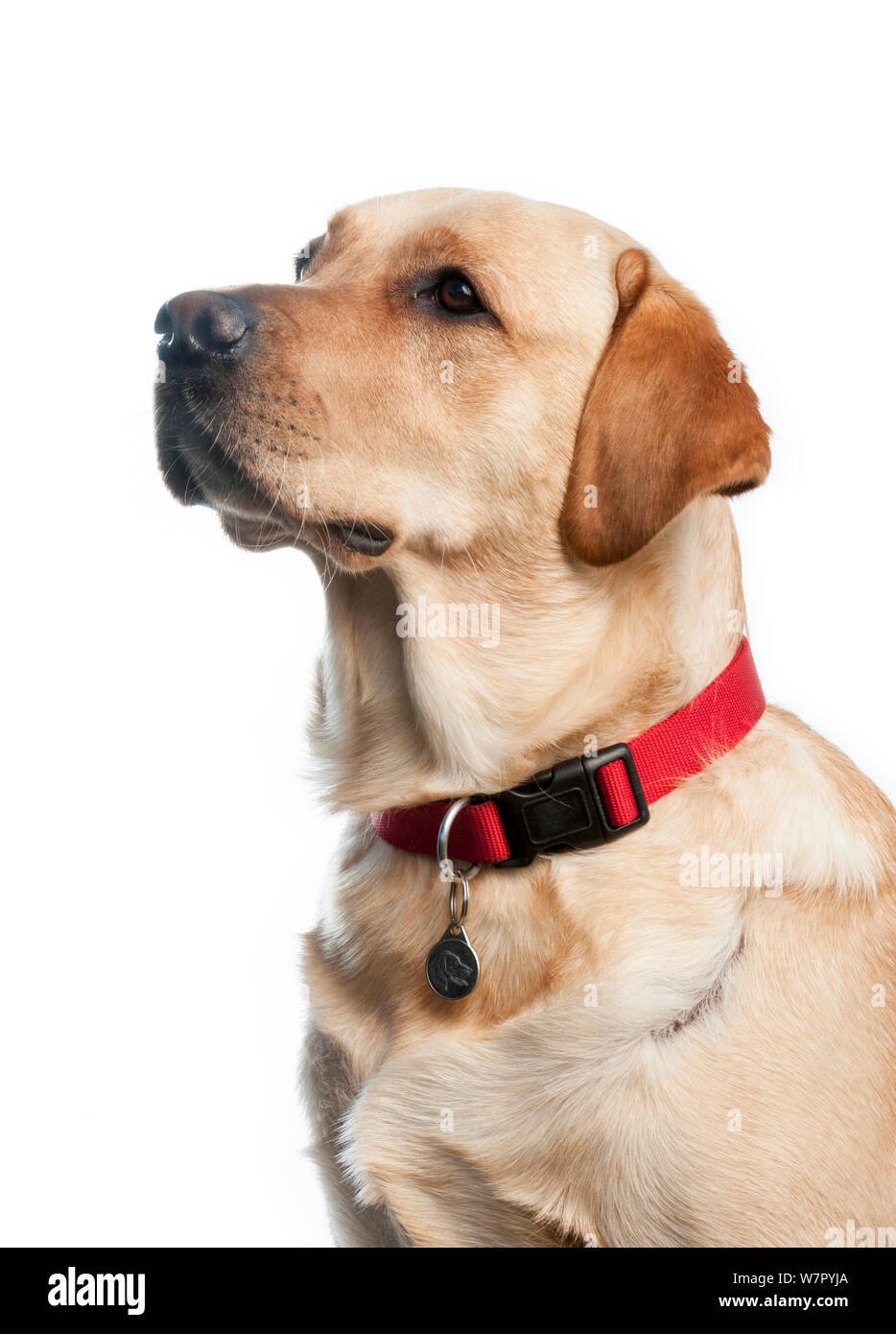 Labrador con cuello rojo, contra un fondo blanco. Foto de stock