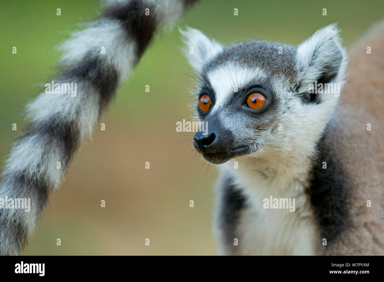 Ringtail lemur Lemur catta (retrato). Madagascar. Foto de stock