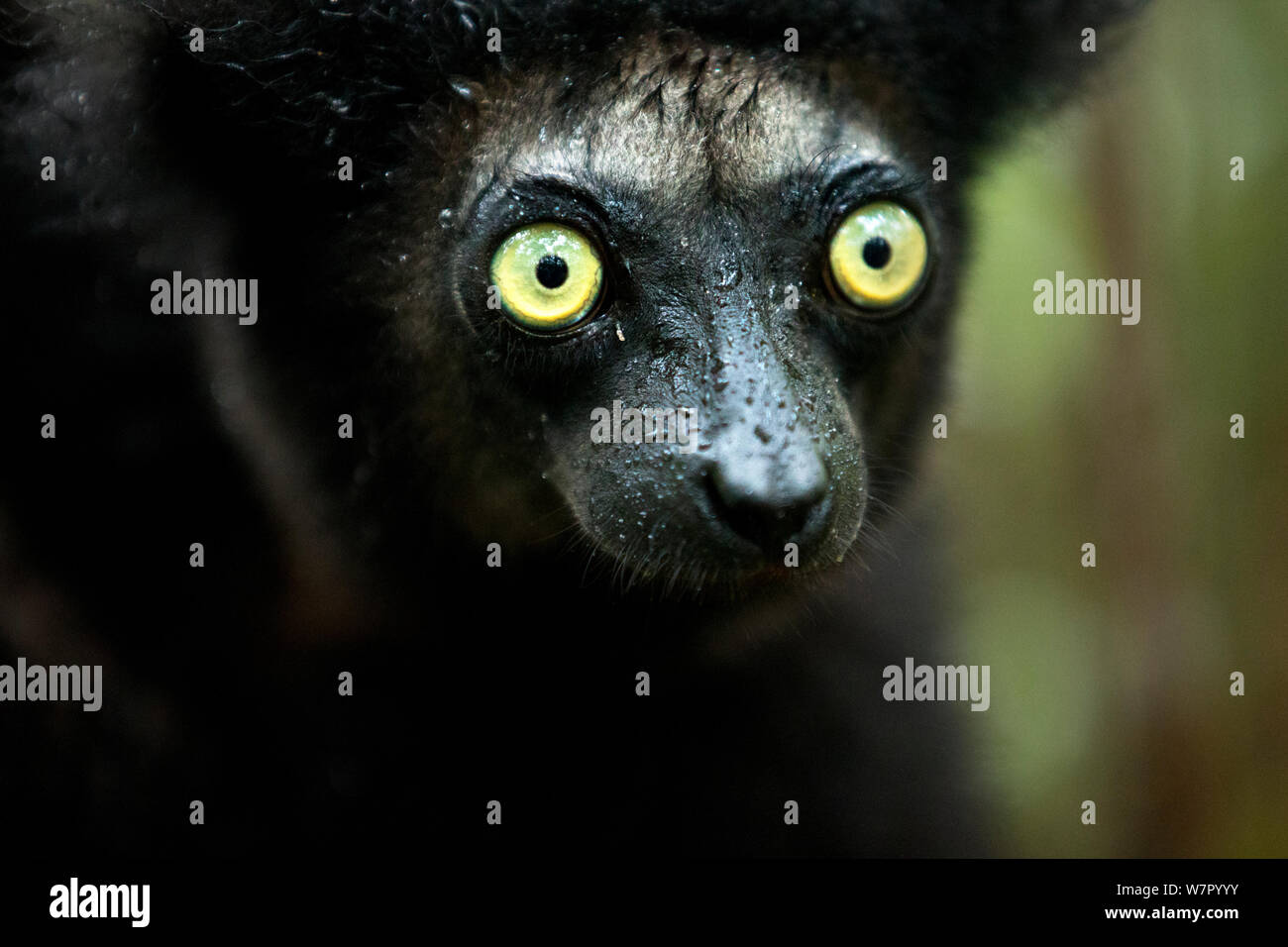 Indri (indri Indri) vertical. Madagascar. Foto de stock