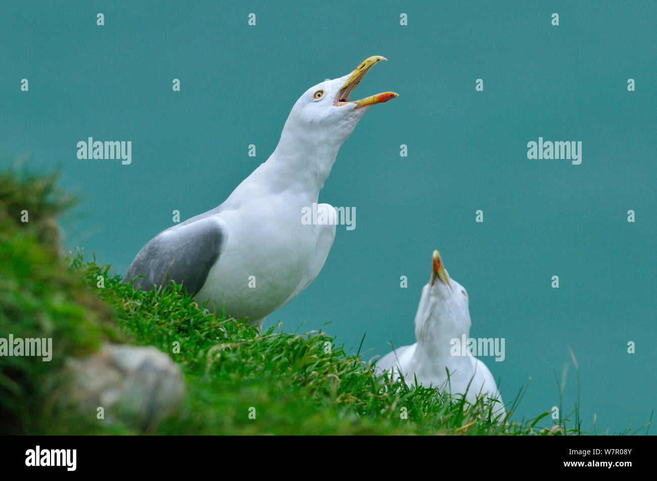 Dos gaviotas (Larus argentatus) llamando, Etretat, Seine Maritime, Normandía, Francia, en enero. Foto de stock