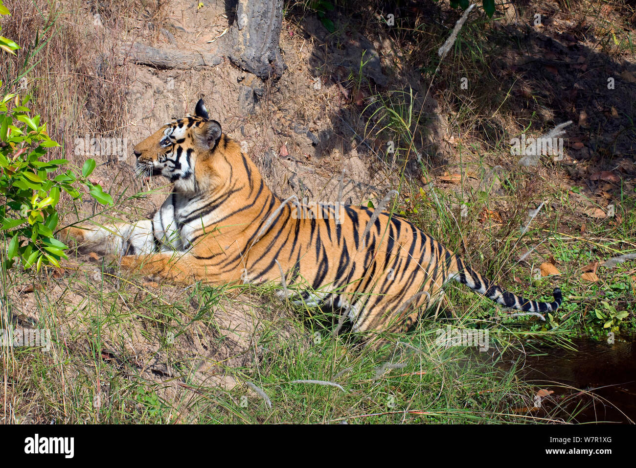El tigre (Panthera tigris tigris), macho, Parque Nacional Bandhavgarh, India Foto de stock