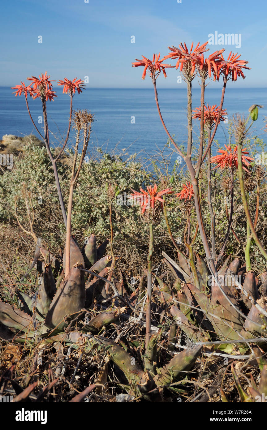 Jabón de Aloe (Aloe maculata / saponaria) florece en lo alto de un acantilado, con el mar al fondo. Algarve, Portugal, en junio. Foto de stock