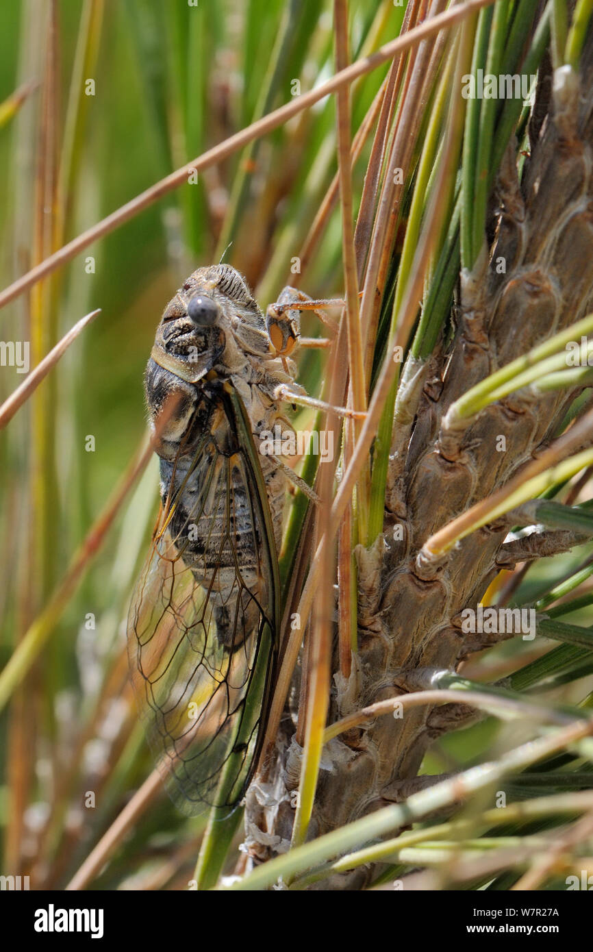 Cicada (Cicada mordoganensis / orni) bien camuflado en la rama de un pino. Playa Potami, Samos, en Grecia, en julio. Foto de stock
