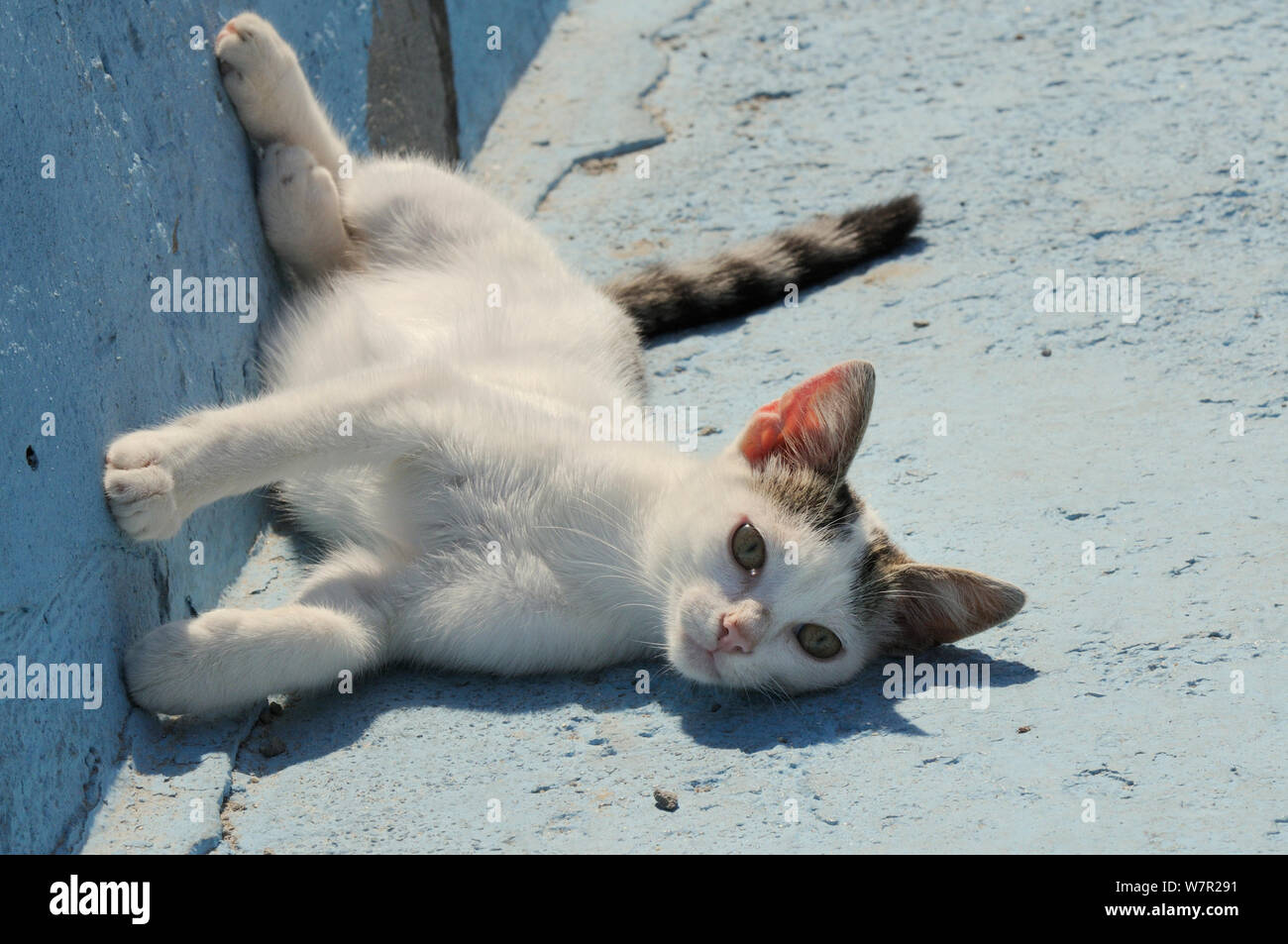 Gato doméstico (Felis catus) gatito tumbado en el sol. Harbour, Samos, Kokkari Espóradas orientales, Grecia. Foto de stock