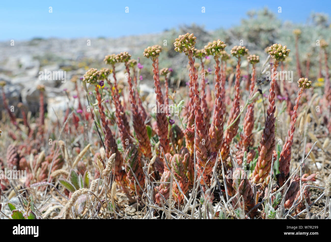 (Sedum sediforme Stonecrop pálido) en flor. Ponta de Sagres, Algarve, Portugal, en junio. Foto de stock