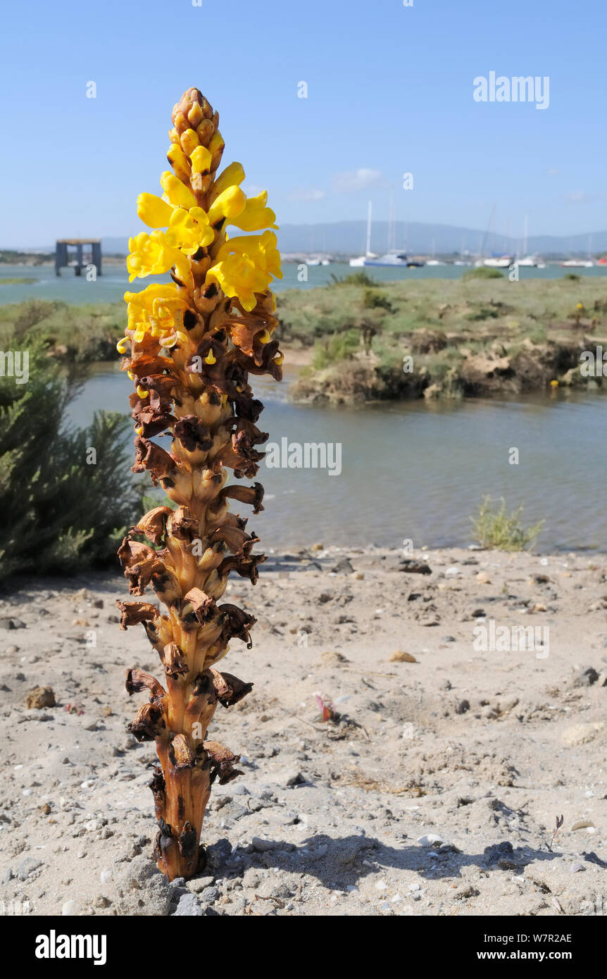 Amarillo (Cistanche phelypaea Broomrape) un parásito de plantas Goosefoot (Amaranthaceae), florece en la orilla arenosa en el borde de una marisma salada. Alvor, Algarve, Portugal, en junio. Foto de stock