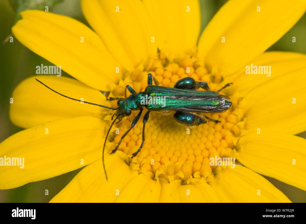 Patas gruesas flor escarabajo (Oedemera nobilis), Orvieto, Italia, Mayo Foto de stock