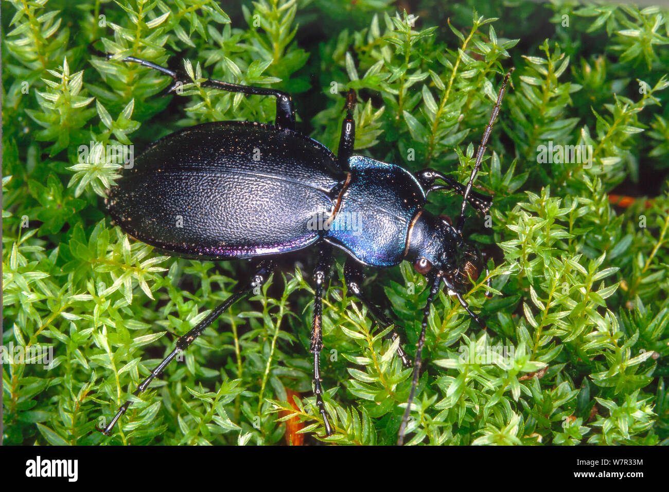 Escarabajo violaceus, a veces llamado el escarabajo de tierra violeta, o el escarabajo de la lluvia es una especie nocturna. Foto de stock