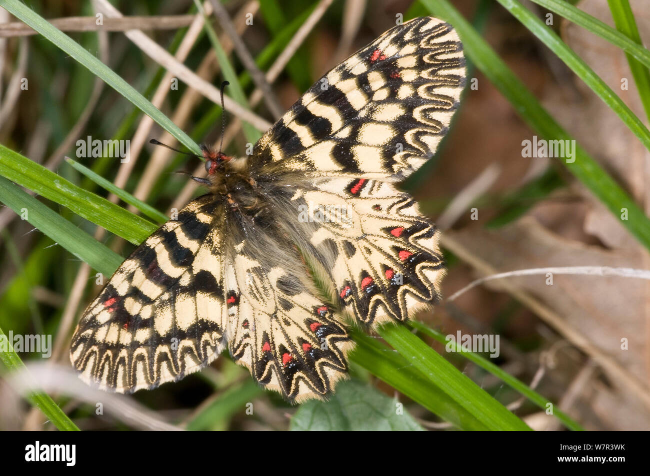 Southern Festoon butterfly (Zerynthia polyxena) macho, Torrealfina, Orvieto, Italia, abril Foto de stock