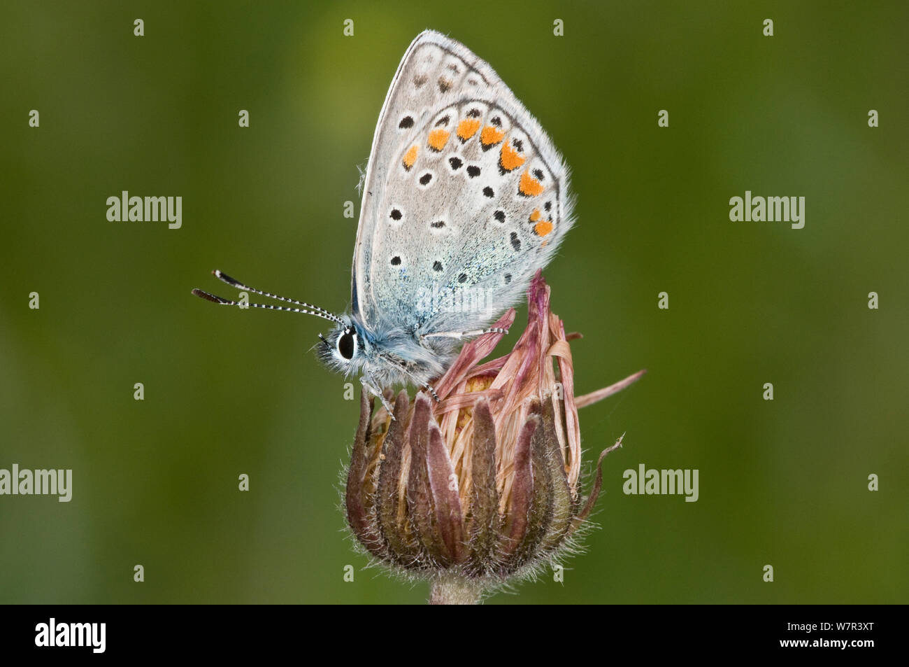 Mariposa Azul común (Polyommatus icarus) macho con alas cerradas, Gargano, Italia, abril Foto de stock