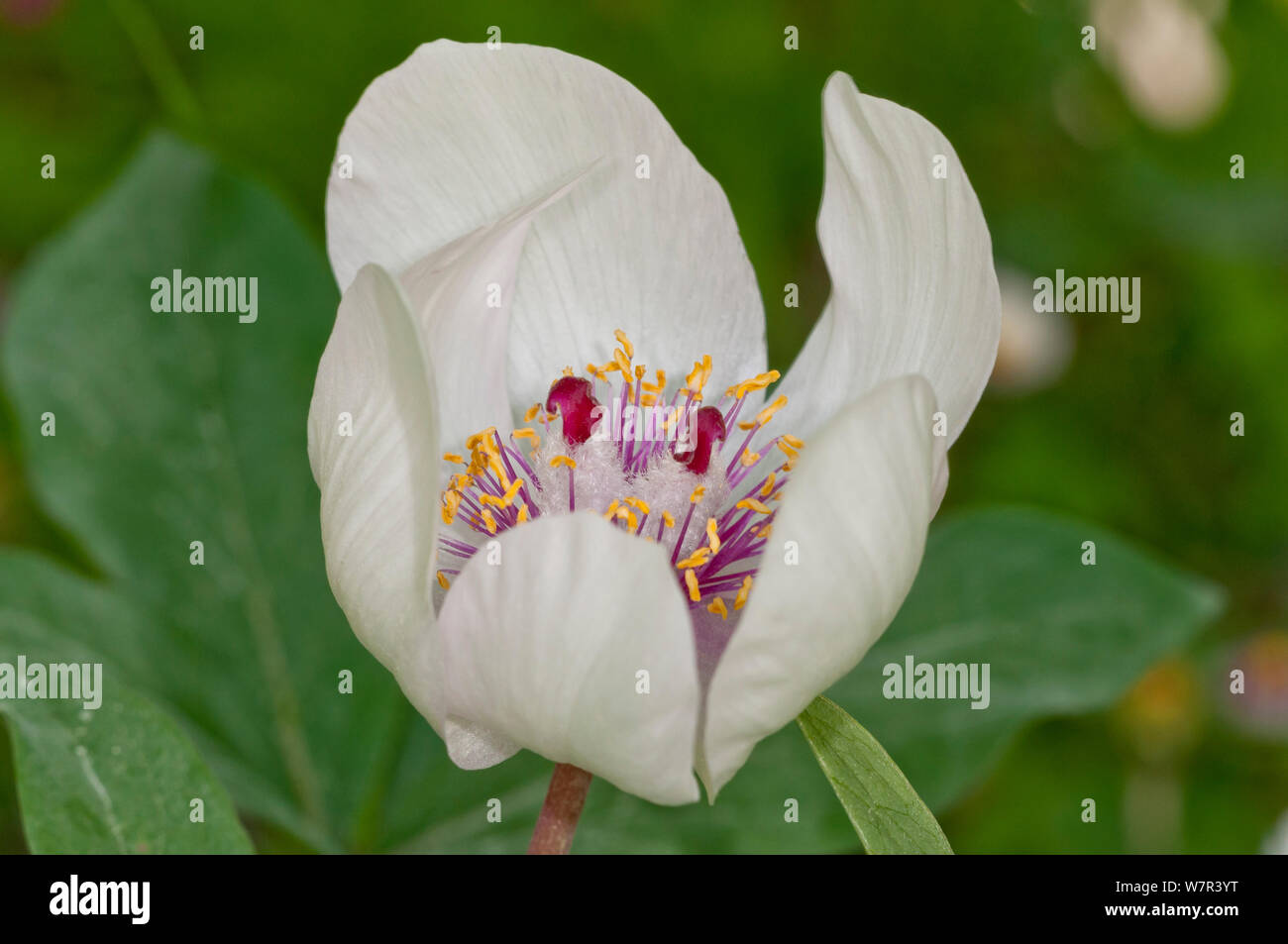 Macho Peonía (Paeonia mascula) en flor, variedad blanca encontrada en el Nordeste de Sicilia, Bosco di Ficuzza, Palermo, Sicilia, Mayo Foto de stock