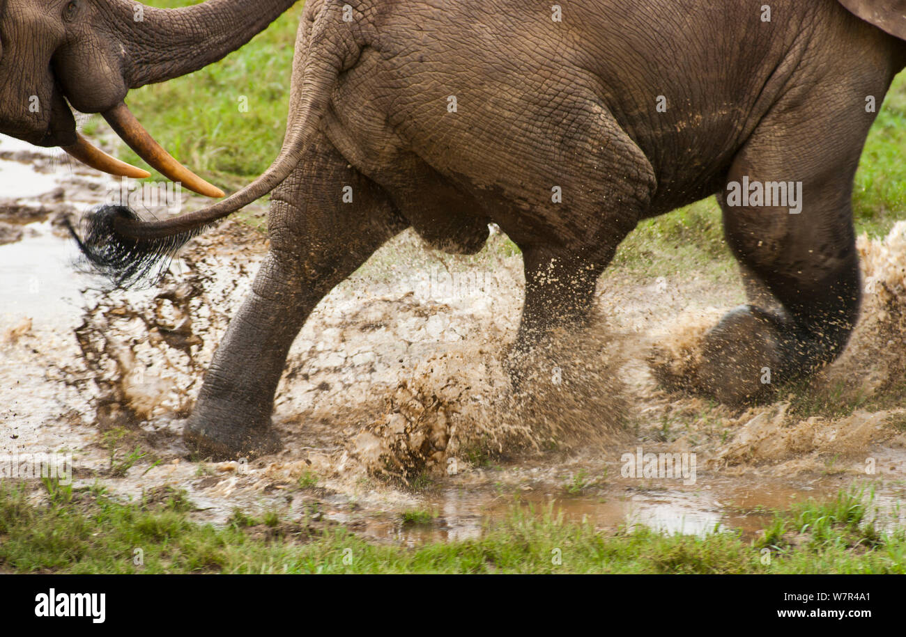 Elefante de bosque africano (Loxodonta africana cyclotis) macho adulto a través de salpicaduras de agua. Los elefantes visita los claros del bosque para obtener valiosos minerales ubicados en ciertos puntos dentro de la remoción de los puntos de abastecimiento de agua. Parque Nacional Dzanga-Ndoki, República Centroafricana. Foto de stock