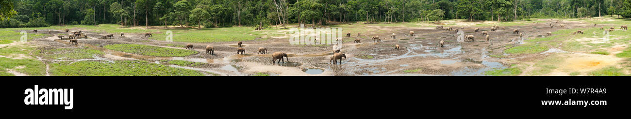 Dzanga Bai - un bosque visitadas por los bosques Elefantes Africanos (Loxodonta africana cyclotis) y otras especies de agua y minerales. Parque Nacional Dzanga-Ndoki, República Centroafricana. Foto de stock