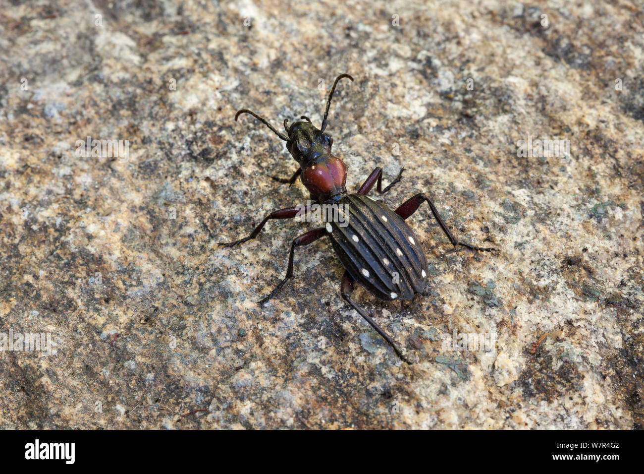10-spotted Escarabajo (tierra) decemgutatum Thermophilum Springbok, Sudáfrica. Foto de stock