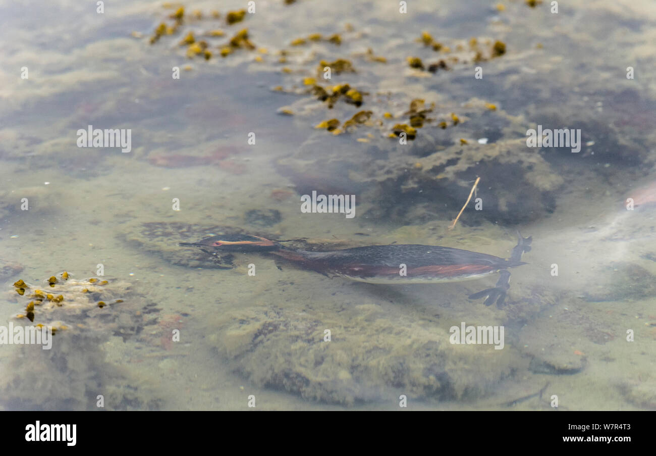 Horned Grebe (Podiceps auritus) buceo, Finlandia, Abril Foto de stock