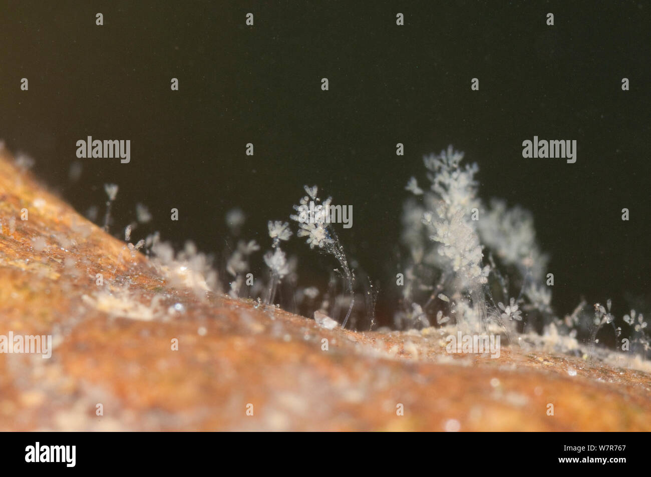 Acechados colonias (Epistylis planctónicos) Europa, Agosto, condiciones controladas Foto de stock