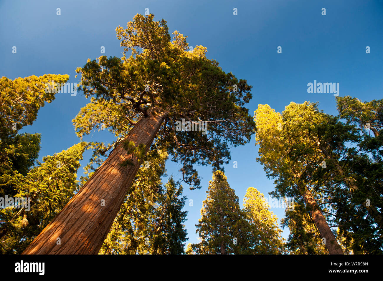 Los árboles Sequoia gigante (Sequoiadendron giganteum) en Sequoia National Park, California, EE.UU.. Foto de stock