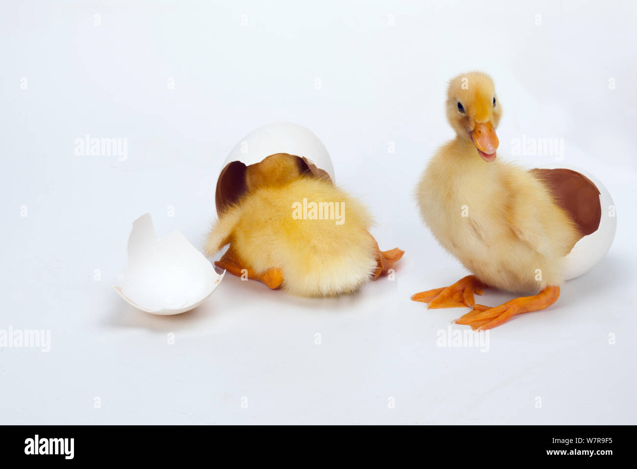 Patitos recién nacidos con huevos. Foto de stock