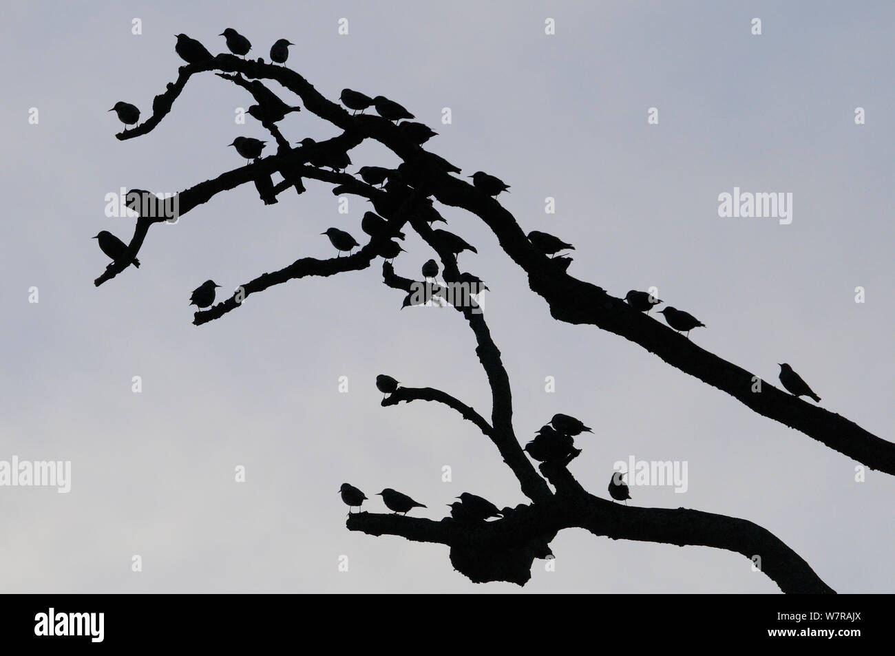 Los estorninos (Sturnus vulgaris) silueteado en un pre-posarse sobre muertos bramnches de un árbol de fresno (Fraxinus excelsior), Shapwick, Somerset, Reino Unido, diciembre. Foto de stock