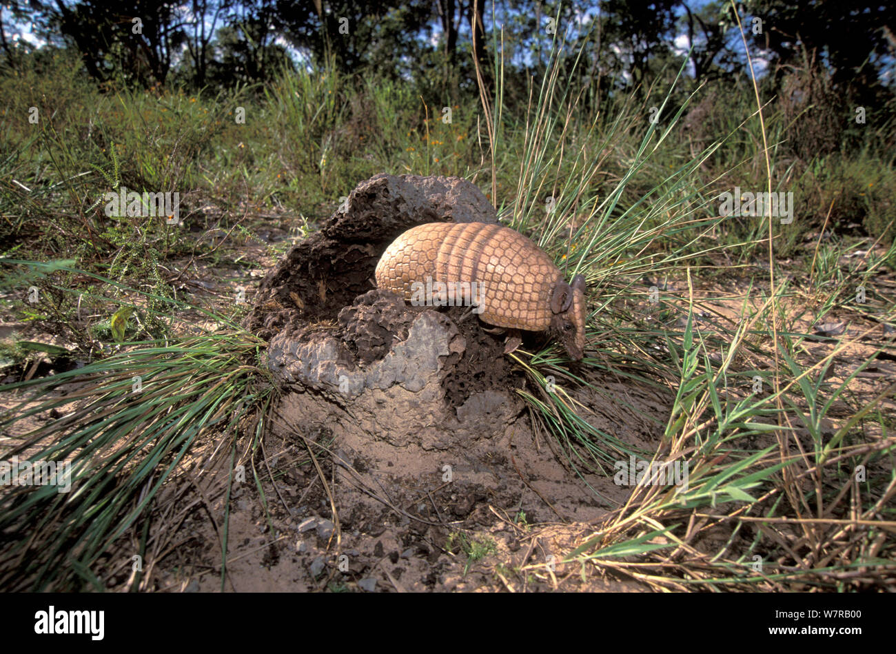 Armadillo de tres bandas (Tolypeutes tricinctus) forrajeando en termitero, cerrado del estado de Piauí, noreste de Brasil. Foto de stock